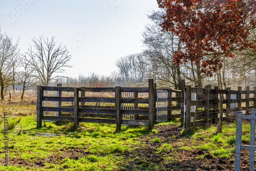 Wooden fences of the cattle pen on green grass in Tosch-Langeren nature reserve, bare trees, wild grass and dry scrubland against misty background, winter day in Maaseik, Belgium
