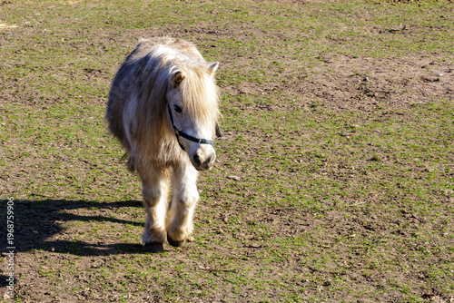 White pony walking calmly on ground with sparse green grass, abundant fluffy coat, sunny day at horse breeding ranch, shadow projected on the ground