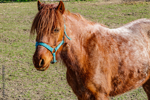 Partial view of a young brown horse with sparse green grass in the background, with its abundant and fluffy coat, on a sunny day at a horse breeding ranch, with blue synthetic material on its head