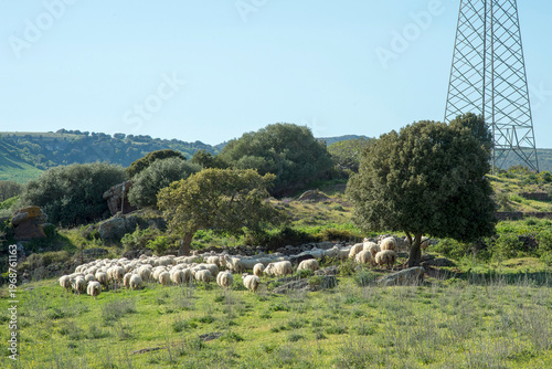 a rural scene in Sardinia, Italy, a herd of sheep grazing in a green pasture. The landscape features rolling hills and a large electrical tower Meilogu, Borutta, Torralba, Valle dei vulcani.