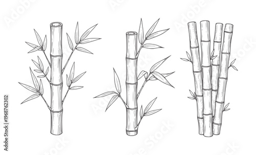 Three line of bamboo stalks with leaves plant outline