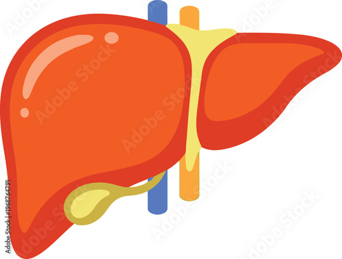 An illustration of a liver and gallbladder in the abdominal cavity