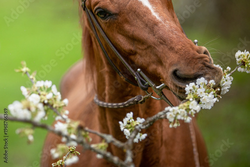 Pfferd frißt Kirschblüten