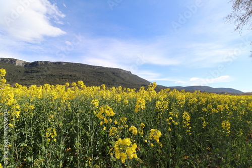 Rapeseed fields (Brassica napus) in Sant Martí de Llémena, in the Llémena Valley, Catalonia