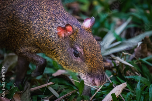 Photos Central American agouti (Dasyprocta punctata)