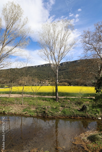 Rapeseed fields (Brassica napus) in Sant Martí de Llémena, in the Llémena Valley, Catalonia