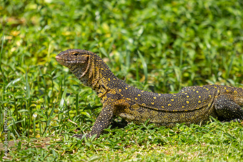 Fotografie Nile monitor lizard in green grass wildlife close up