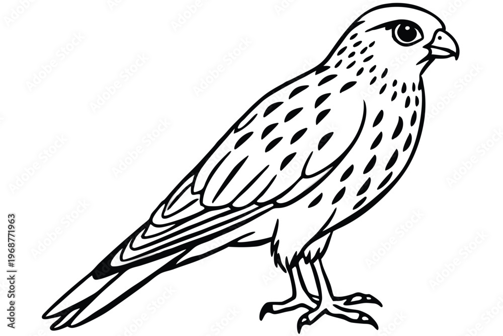 Fototapeta premium kestrel bird silhouette line art vector illustration with a white background