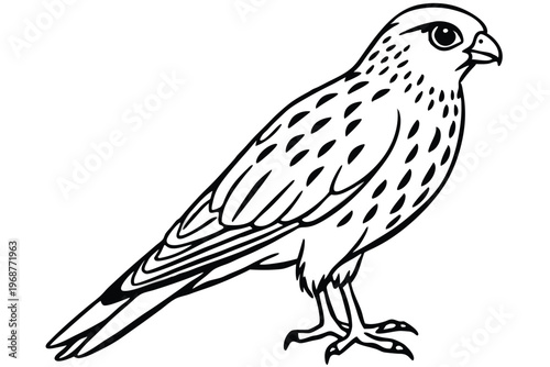 kestrel bird silhouette line art vector illustration with a white background