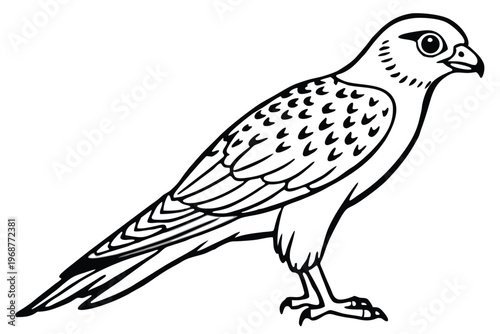 kestrel bird silhouette line art vector illustration with a white background