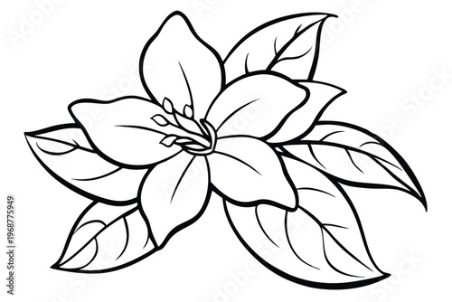 jasmine flower silhouette line art vector illustration with a white background