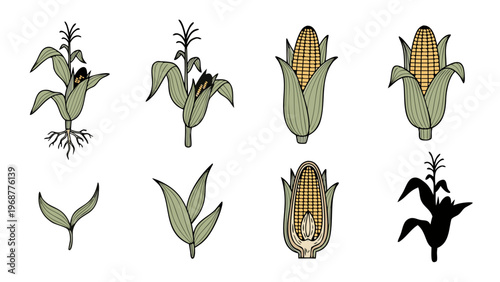 Collection of stylized corn plant illustrations showing different stages and parts of growth