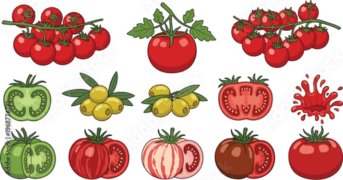 Tomato Variety Collection with Cherry Vine Sliced Green and Heirloom Types Detailed Organic Vegetable Vector Set Isolated on White Background