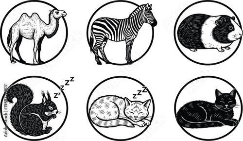 Vintage, hand, drawn, animal, icon, set, sketch, engraving, illustration, camel, zebra, guinea, pig, sleeping, squirrel, resting, cat, pet, wildlife, vector