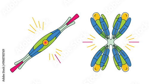 Colorful scientific illustration showing a single chromosome and an X-shaped pair representing genetics, DNA, and human biology study.