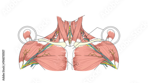 Detailed medical illustration showing the muscular and nervous system of the human neck and upper chest area.