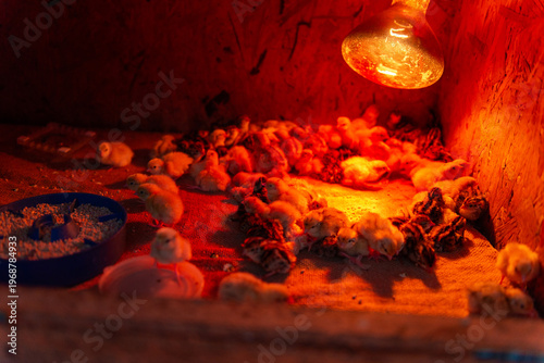 Foto Baby quail chicks under heat lamp in brooder poultry farming concept
