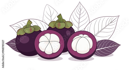 Fresh Mangosteen Fruits, Whole and Halved, with Leaves, Tropical Exotic Food Illustration