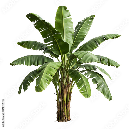 Realistic Banana Plant Tree Isolated on White or Transparent Background PNG Tropical Green Leaves