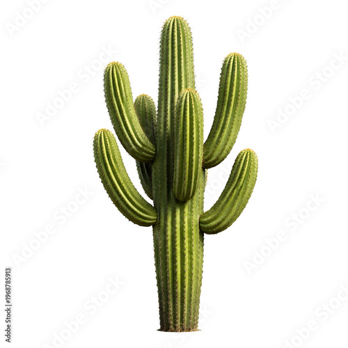 Realistic Green Cactus Plant Isolated on White or Transparent Background