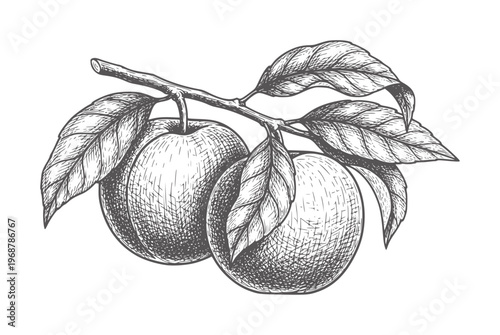 Vintage of two ripe plums a branch with leaves fruit