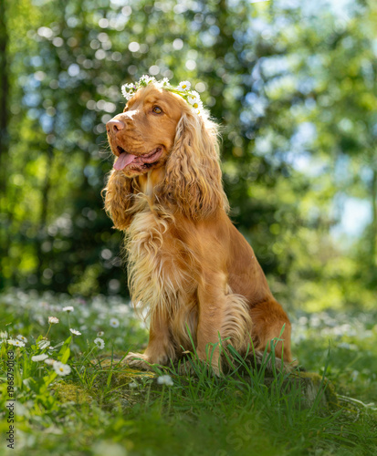 Foto English cocker spaniel with flower crown in sunlit spring nature