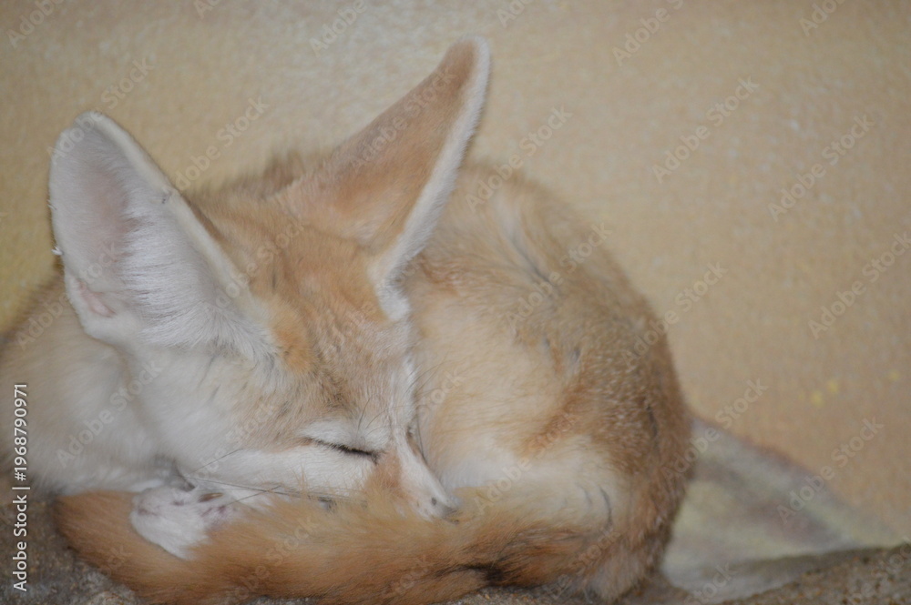 Fototapeta premium sleepy fox