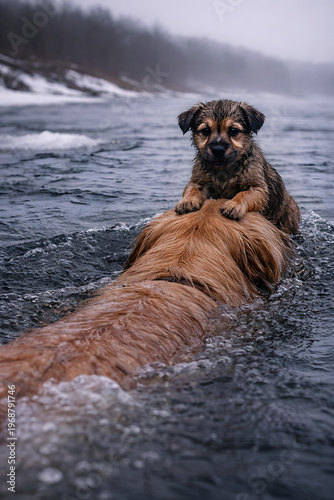A golden retriever saves a small puppy in a spring river