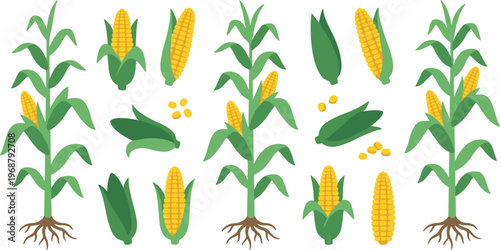 Corn Plant Growth Vector Set. Corn plant growth vector set with leaves stalk and kernels isolated botanical agriculture illustration