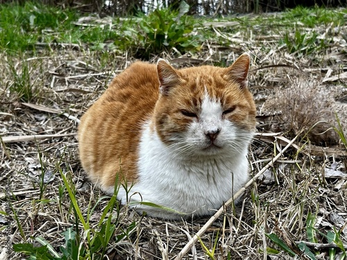Canvastavla A portrait of a stray cat near Lake Averno, Italy