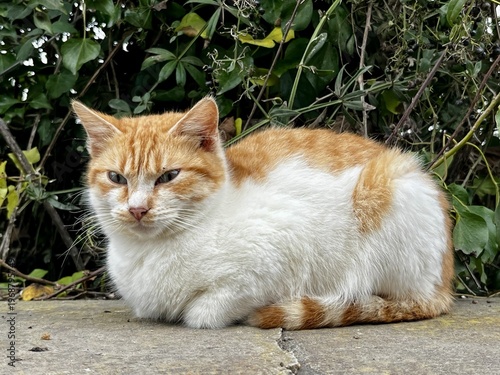 Принти на полотні A disgruntled orange and white cat near Lake Averno, Italy