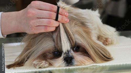 The girl gathers her hair into a ponytail and trims it for grooming
