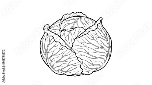 Simple black and white line drawing of a fresh whole cabbage head perfect for coloring book pages or grocery store organic logos.