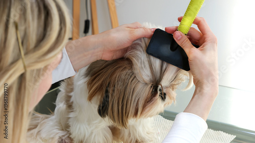 A girl combs and tidies up the beautiful face of a Shih Tzu dog.