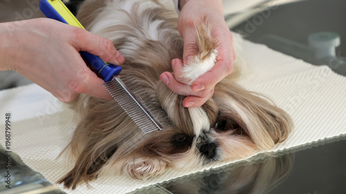 A girl combs and tidies up the beautiful face of a Shih Tzu dog.