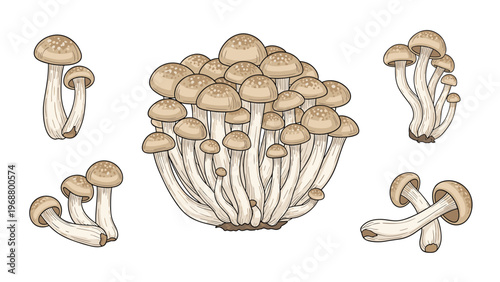 Detailed botanical illustration of different clusters and individual shimeji mushrooms in brown and beige tones on white.