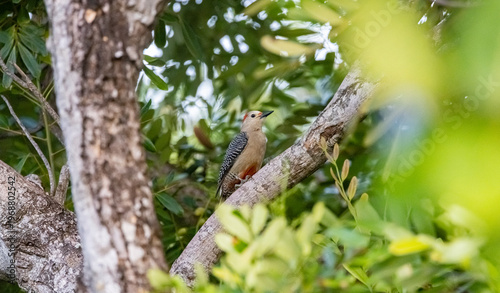 Red-bellied woodpecker, Mexico. 