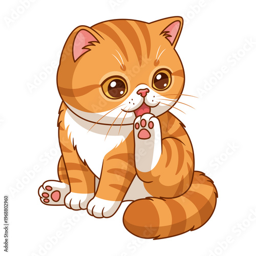 Cute exotic shorthair kitten licking its paw, cartoon vector illustration
