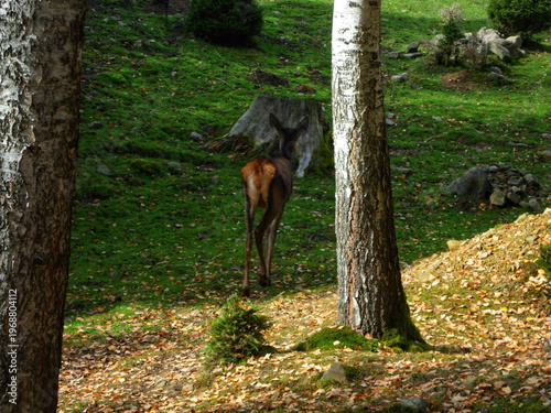 A European roe deer running away into the forest wilderness on a sunny day