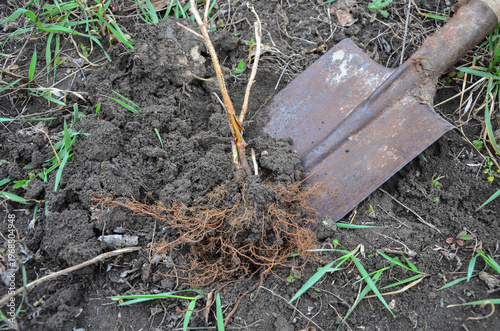 Planting a raspberry seedling in the garden with a shovel, close up