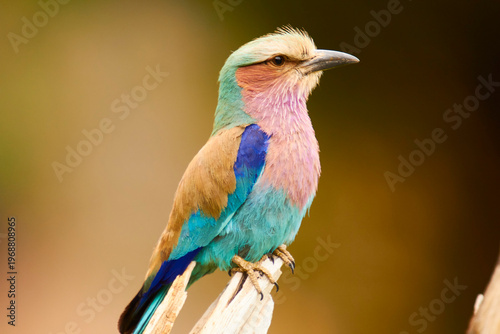 lilacbreasted roller, Coracias caudatus, sitting on branch, close 2603