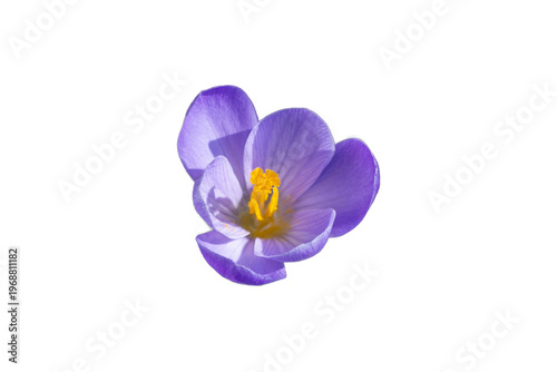 Purple crocus flower isolat...