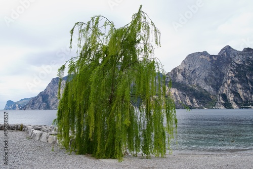 Weeping willow on pebble beach at Lake Garda with mountain backdrop