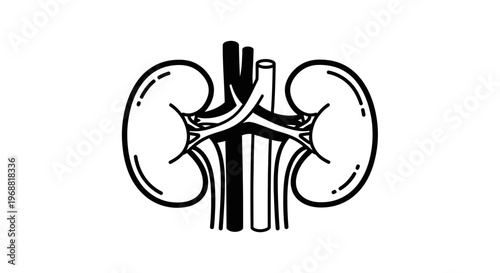 Human Kidney Anatomy Illustration - Medical Diagram of Renal System