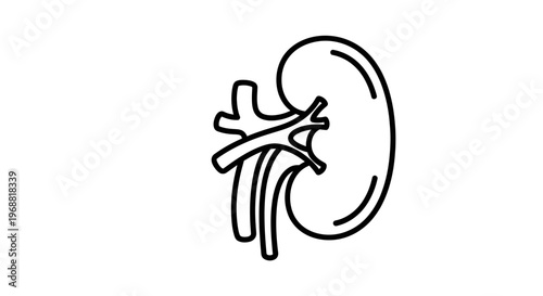 Kidney icon, human organ, medical symbol, line art, simple illustration