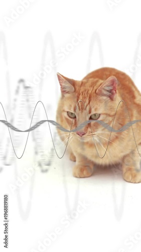Vertical video: Orange cat reacting to moving wave, tilting head, lifting paw, turning back