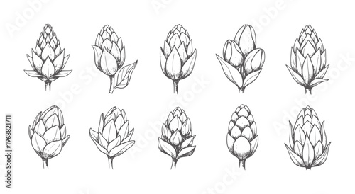Collection of hand drawn artichoke buds and leaves white leaf botanical vintage