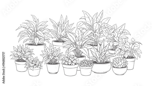 Collection of potted houseplants in a line foliage leaves