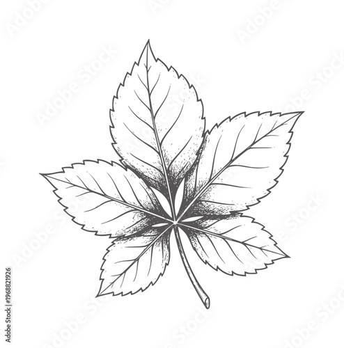 Fotografi Ink of a five-lobed palmate leaf with serrated edges botanical nature plant