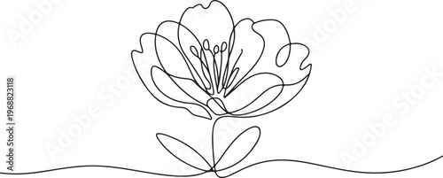 Delicate white water lily flower with green center and leaves on a pond Nymphaea aquatic plant pond surface